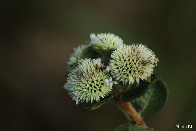 Plants with white bloom