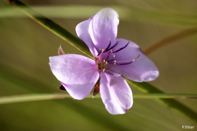 Plantas e arbustos com inflorescência de cor rosa ou roxa
