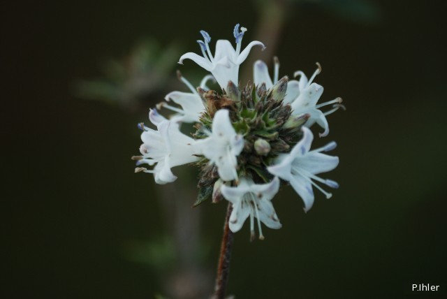 Plants with white bloom