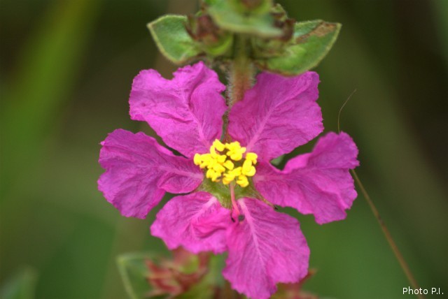 Plants with pink and purple bloom