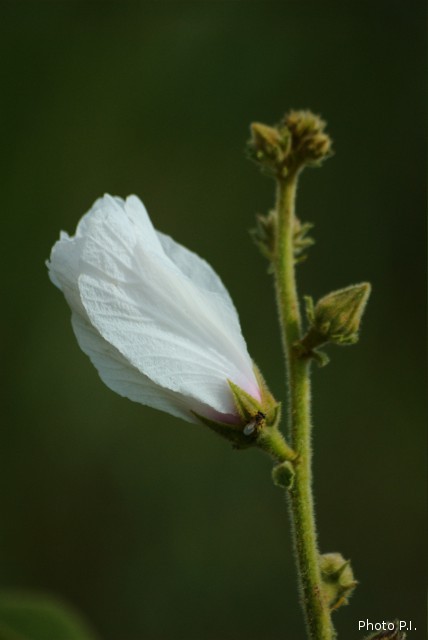 Plants with white bloom