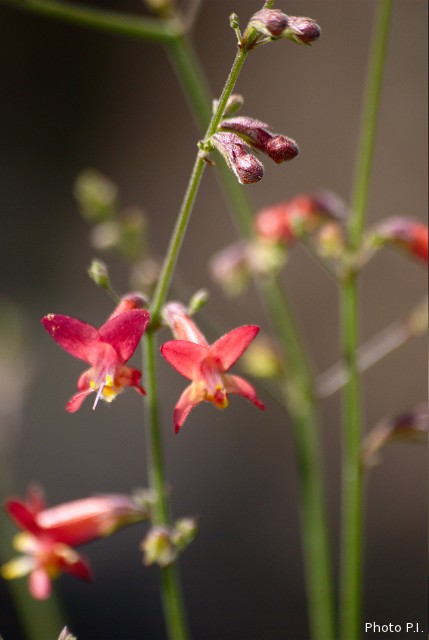 Plants with red bloom