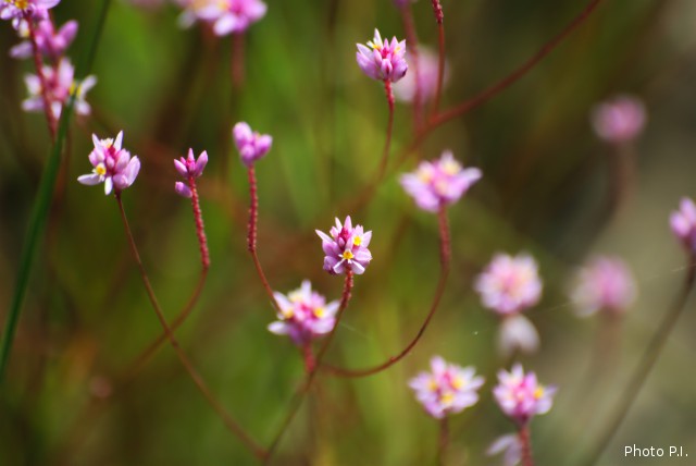 Plants with pink and purple bloom