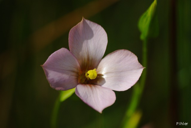 Plants with pink and purple bloom