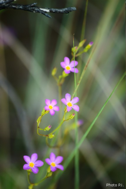 Plants with pink and purple bloom
