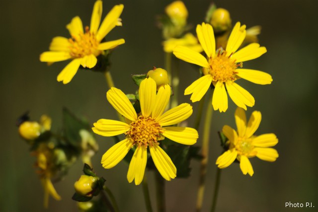 Plants with yellow and golden bloom