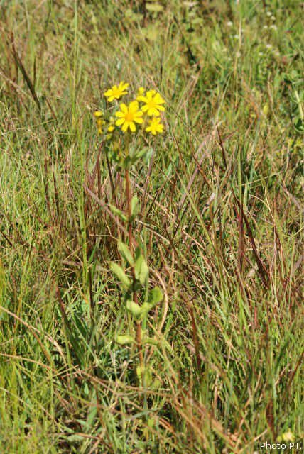 Plants with yellow and golden bloom