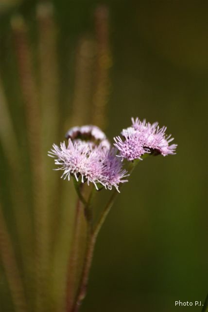 Plantas e arbustos com inflorescência de cor rosa ou roxa