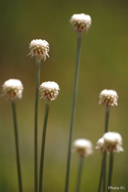 Plants with white bloom