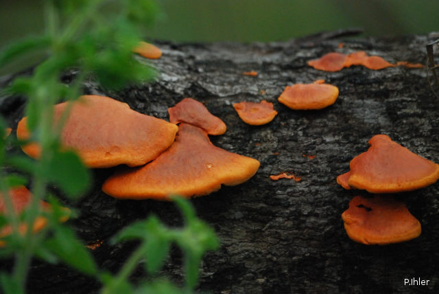 Lichens, mushrooms, mossos or others
