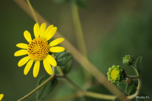Plants with yellow and golden bloom