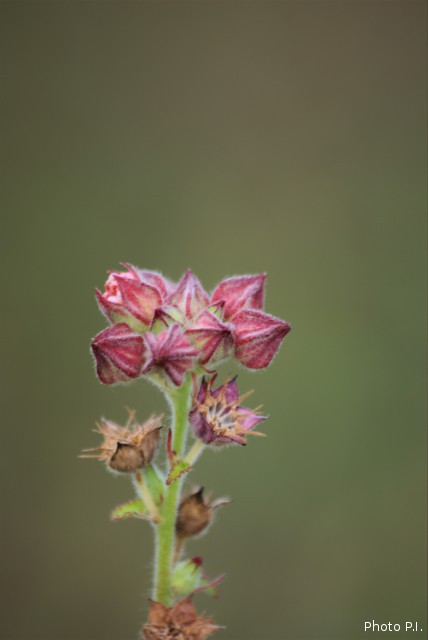 Plants with red bloom