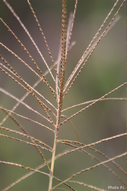 ALTFLGRASSY