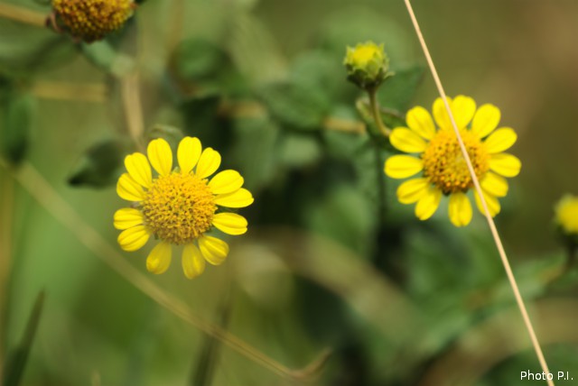 Plants with yellow and golden bloom