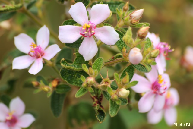 Plants with pink and purple bloom