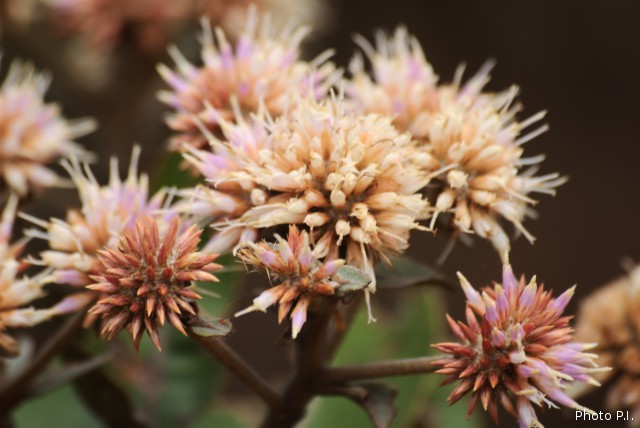 Plants with pink and purple bloom