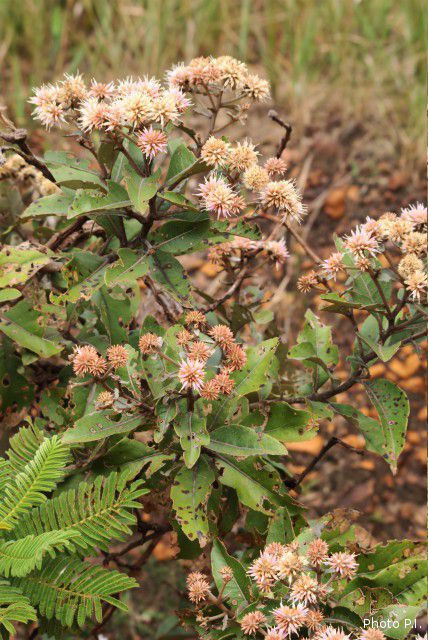 Plants with pink and purple bloom