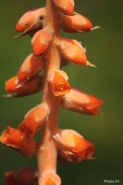 Bromeliads plants and similar