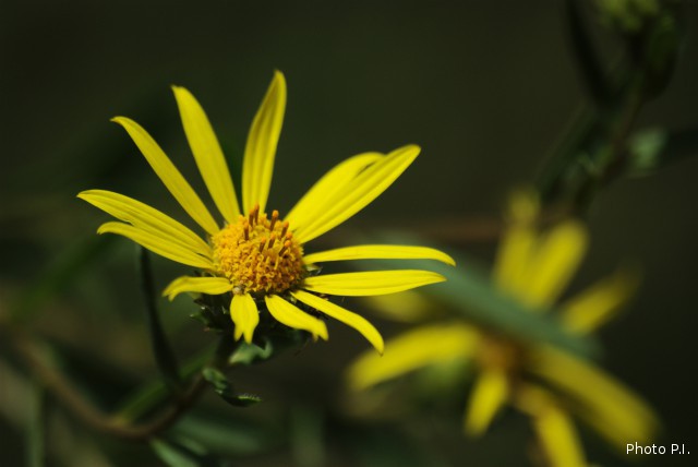 Plants with yellow and golden bloom