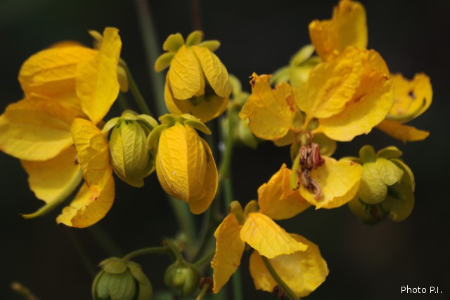 Plants with yellow and golden bloom