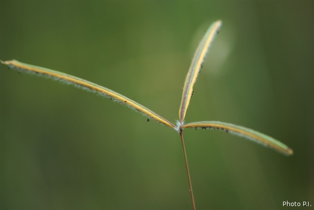 Herbáceas e gramíneas, etc