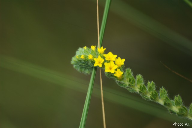 Plants with yellow and golden bloom