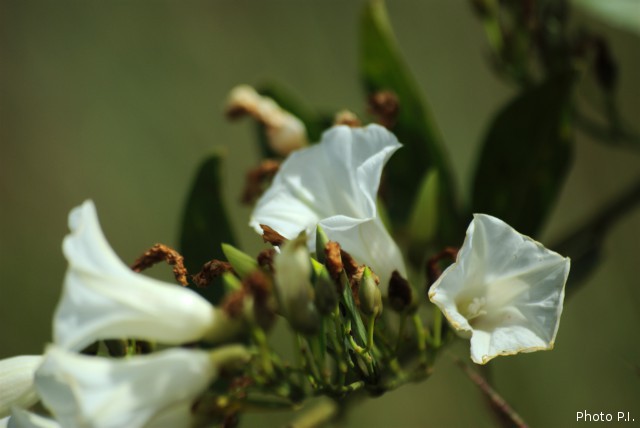 Plants with white bloom