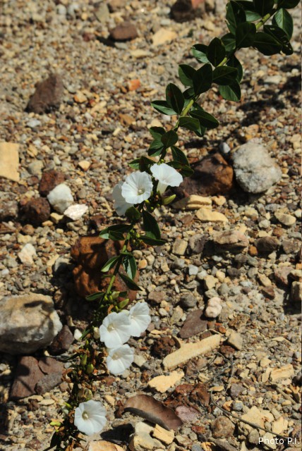 Plants with white bloom