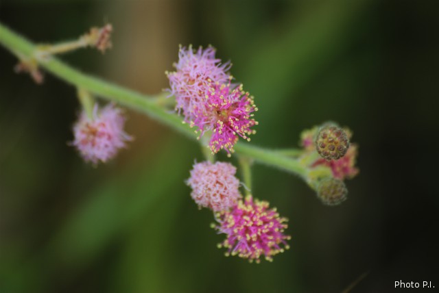 Plants with pink and purple bloom