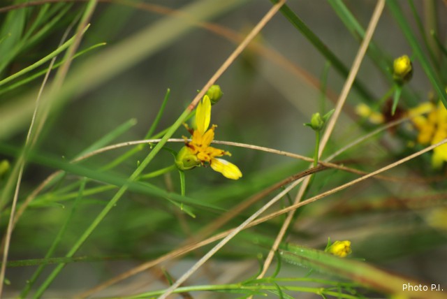 Plants with yellow and golden bloom