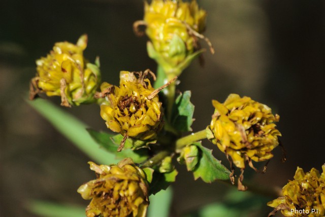 Plants with yellow and golden bloom