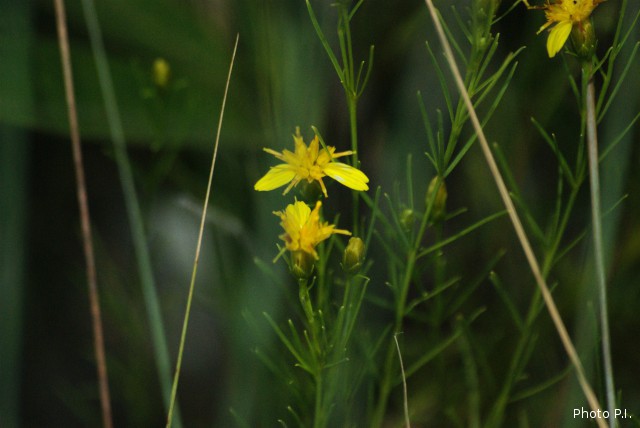 Plants with yellow and golden bloom