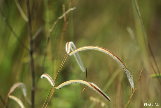 Herbáceas e gramíneas, etc