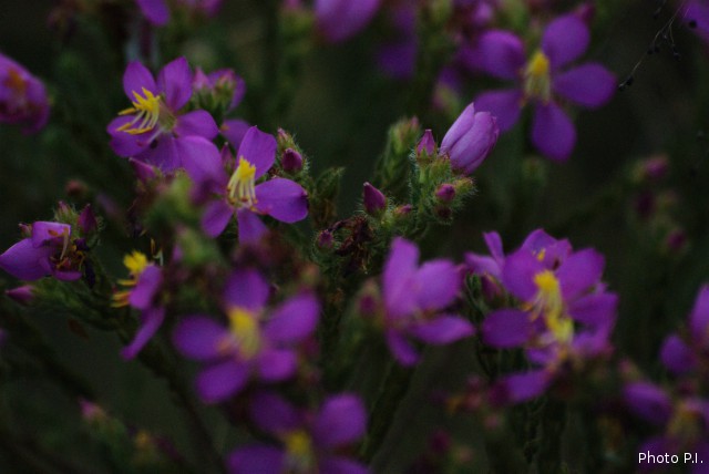 Plants with pink and purple bloom