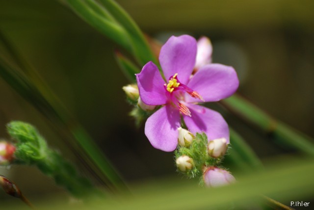 Plants with pink and purple bloom