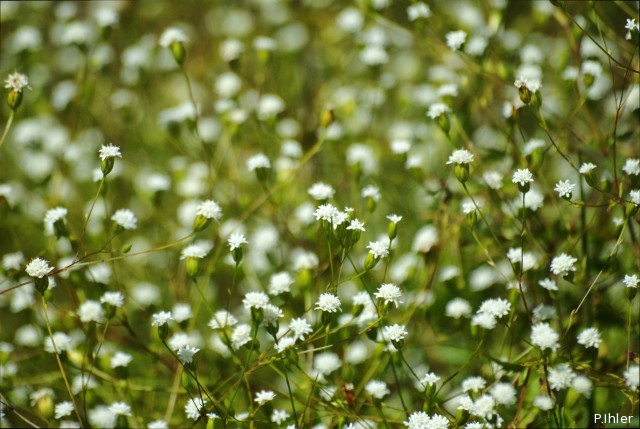Plants with white bloom