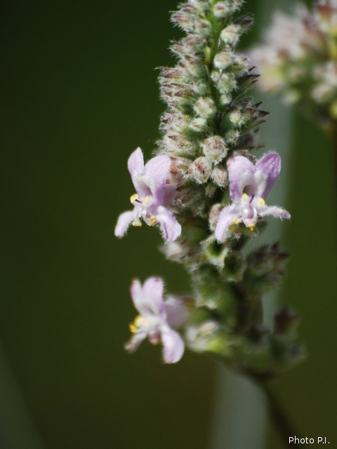 Plants with pink and purple bloom