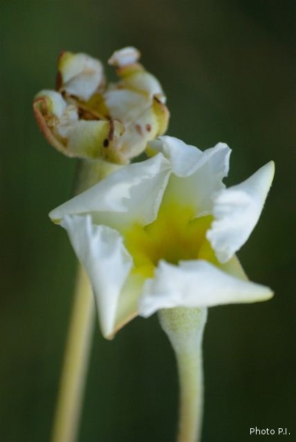 Plants with white bloom