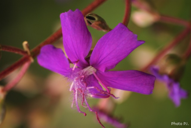 Plants with pink and purple bloom