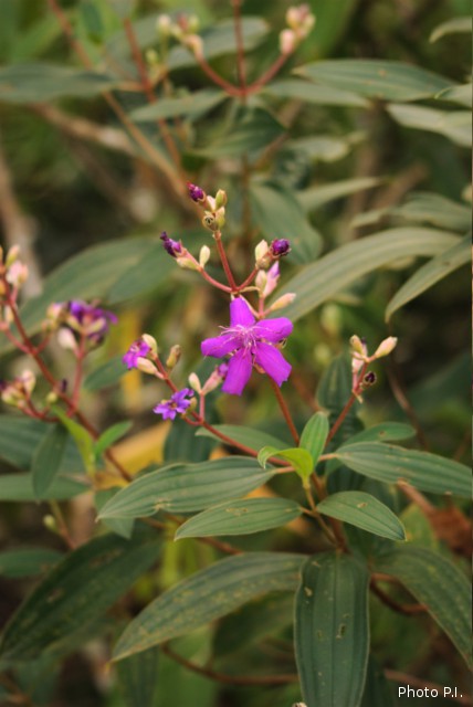 Plants with pink and purple bloom
