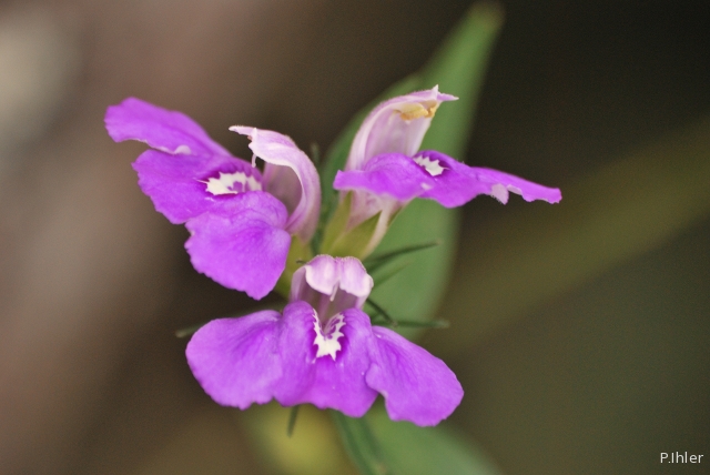 Plants with pink and purple bloom