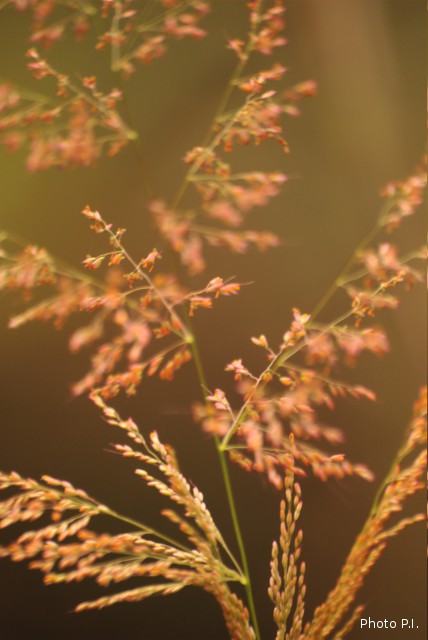 ALTFLGRASSY