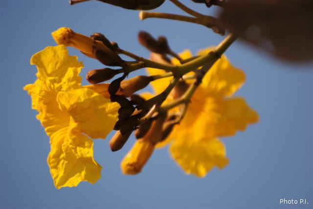 Plants with yellow and golden bloom