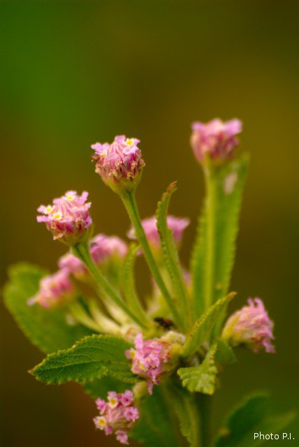 Plants with pink and purple bloom