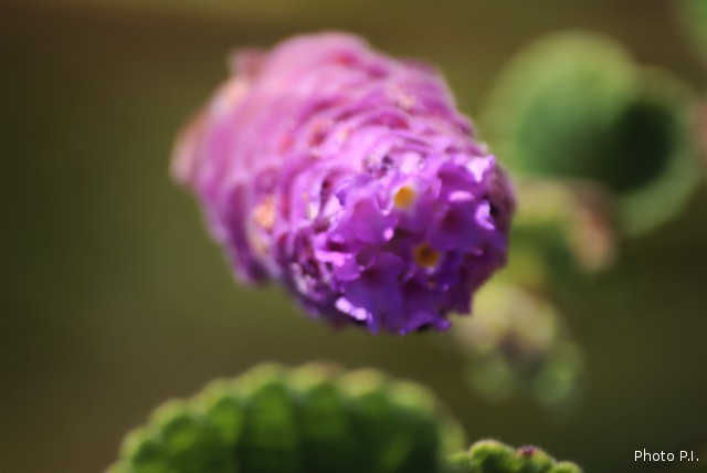 Plants with pink and purple bloom