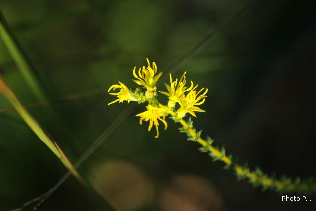 Plants with yellow and golden bloom
