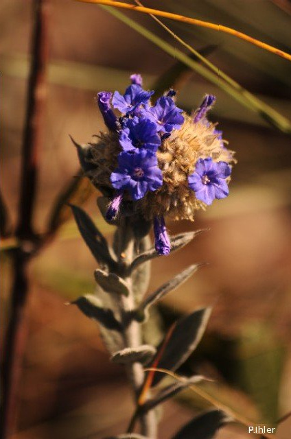 Plantas e arbustos com inflorescência de cor azul