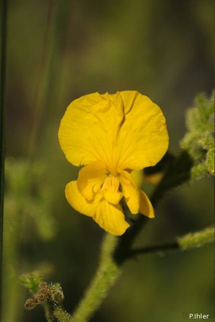 Plants with yellow and golden bloom