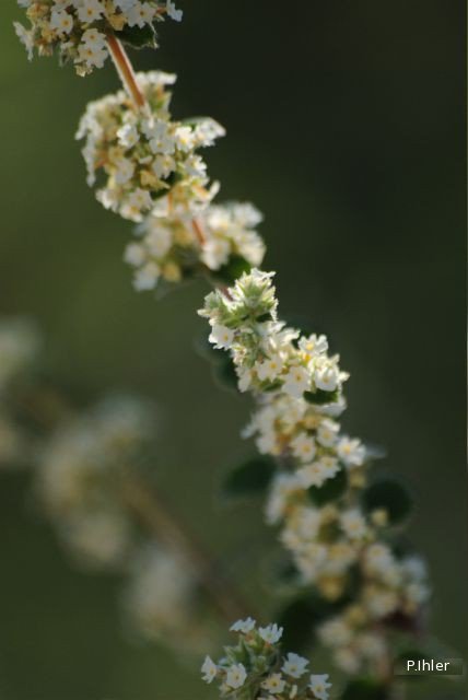 Plants with white bloom
