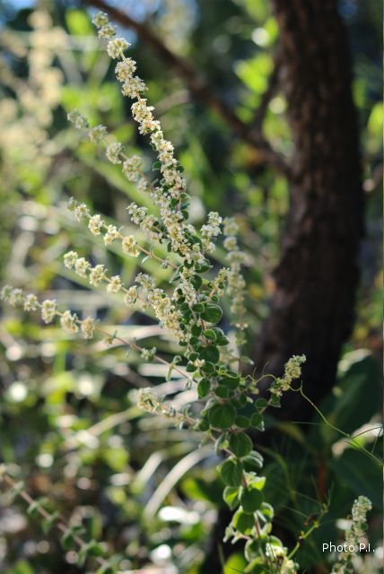 Plants with white bloom